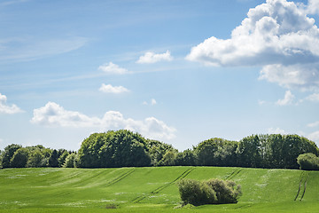 Image showing Forest at the end of a green field