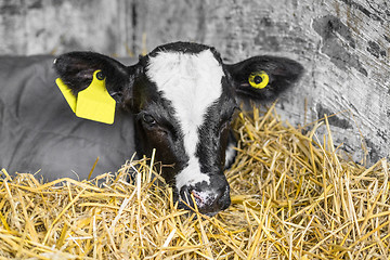 Image showing Calf with a yellow ear mark relaxing in the hay