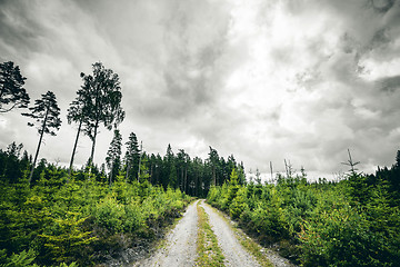 Image showing Dirt road going into a forest in cloudy weather