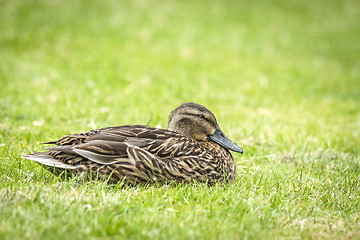 Image showing Female duck relaxing in the fresh green grass