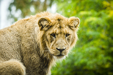 Image showing Lion looking hungry in the rain