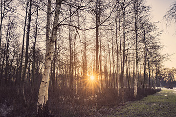 Image showing Sunrise with beams shining through a forest