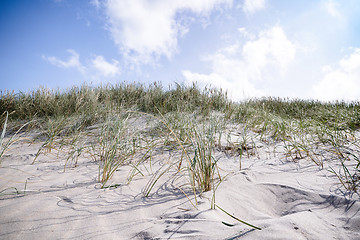 Image showing Lyme grass in the sand on a beach dune