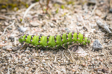 Image showing The Small Emperor Moth caterpillar in beautiful green color