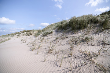 Image showing Danish beach shore with lyme grass