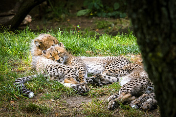 Image showing Young cheetah kittens playing in the grass