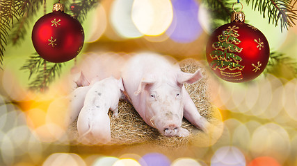 Image showing Pig and Piglets with New Year Background
