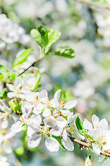 Image showing Branch of blossoming apple-tree, close-up