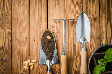 Image showing Still-life with sprouts and the garden tool, the top view