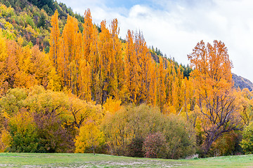 Image showing Colorful autumn foliage and green pine trees in Arrowtown