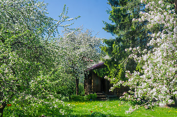 Image showing Blooming garden with old apple trees