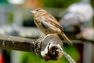 Image showing Bird in the city Bern