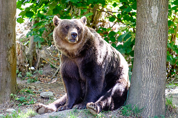 Image showing Bear in the city Bern