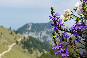 Image showing Flowers on Kampenwand