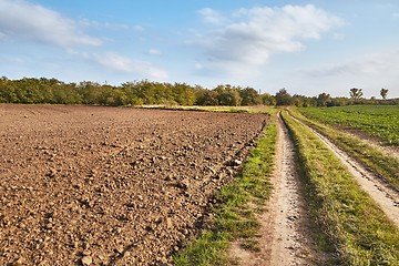 Image showing Agircutural field in late sunlight