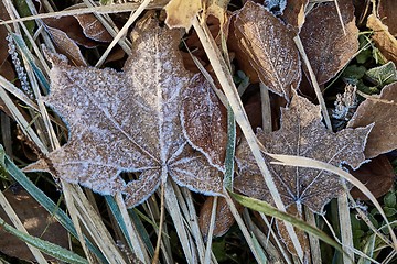 Image showing Fallen frosty leaves