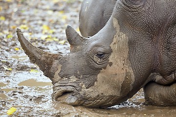 Image showing Rhinoceros in the mud