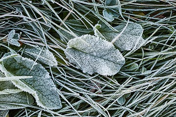 Image showing Frozen leaves with frost