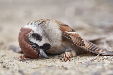 Image showing Dead sparrow on the ground