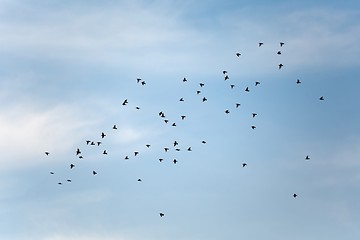 Image showing Birds in the sky