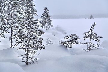 Image showing Winter Snowy Landscape