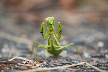 Image showing Japanese Giant Mantis