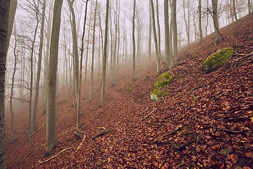 Image showing Autumn Forest Fog