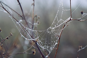 Image showing Spider web with water drops