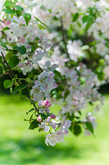 Image showing Branch of blossoming apple-tree, close-up