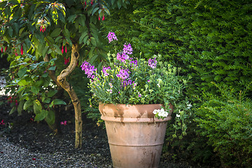 Image showing Flowers in a pot with violet flowers