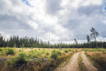 Image showing Road going through a forest clearing