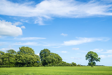 Image showing Green trees and blue sky in the spring