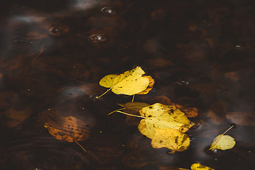 Image showing Yellow autumn leaves in the dark water