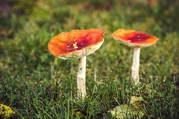 Image showing Amanita Muscaria mushroom on a lawn in the fall