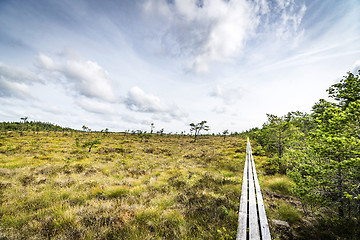 Image showing Wilderness landscape in the summer