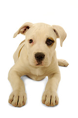 Image showing Sad puppy dog