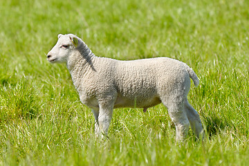 Image showing Lamb