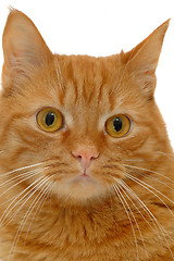 Image showing Cat looking