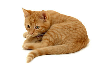 Image showing Kitten on white background