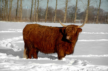 Image showing Cow in snow