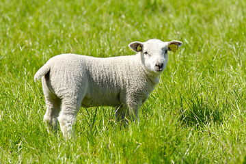 Image showing Lamb