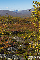 Image showing Autumn landscape with birch trees and mountais. Northern Sweden