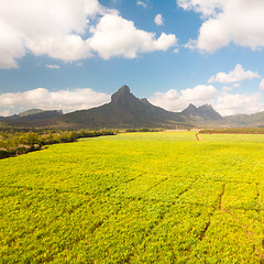 Image showing Beautiful bright green landscape of sugarcane fields in front of the black river national park mountains on Mauritius Island.