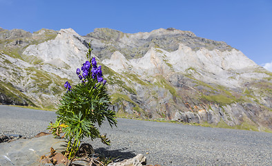 Image showing Violet Flower in the Circus of Troumouse - Pyrenees Mountains