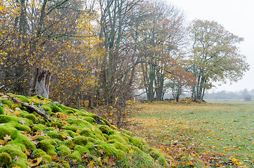 Image showing Colorful fall season view