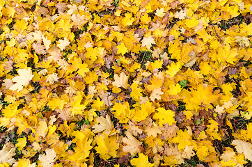 Image showing Maple leaves background
