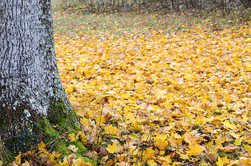 Image showing Mossy tree trunk and maple leaves