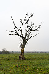 Image showing Lone bare tree in a grassland