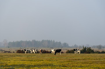 Image showing Herd of grazing cattle by fall season