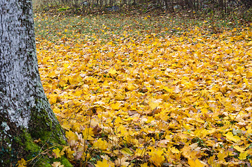 Image showing Fallen maple leaves covers the ground